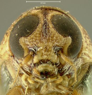Media type: image; Entomology 8766   Aspect: head frontal view